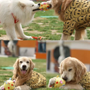 Brinquedo Bola Sonora Sensorial para Cães