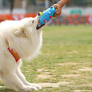 Brinquedo Bola Sonora Sensorial para Cães