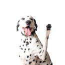 Adesivos Protetores de Patas para Cães