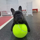 Brinquedo Bola Inflável Gigante para Cães