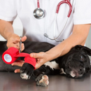 Bandagem Protetora para Cães