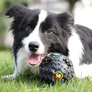 Brinquedo Bola Petisqueira para Cães