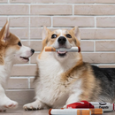Brinquedo Cigarro de Pelúcia para Cães