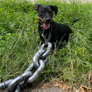 Coleira Gigante para Cães