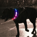 Coleira LED Recarregável para Cães