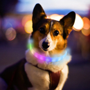 Coleira LED Recarregável para Cães