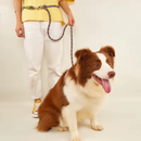 Coleira Cruzada de Mãos Livres para Cães