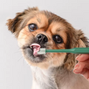 Escova de Dentes 360 para Cães