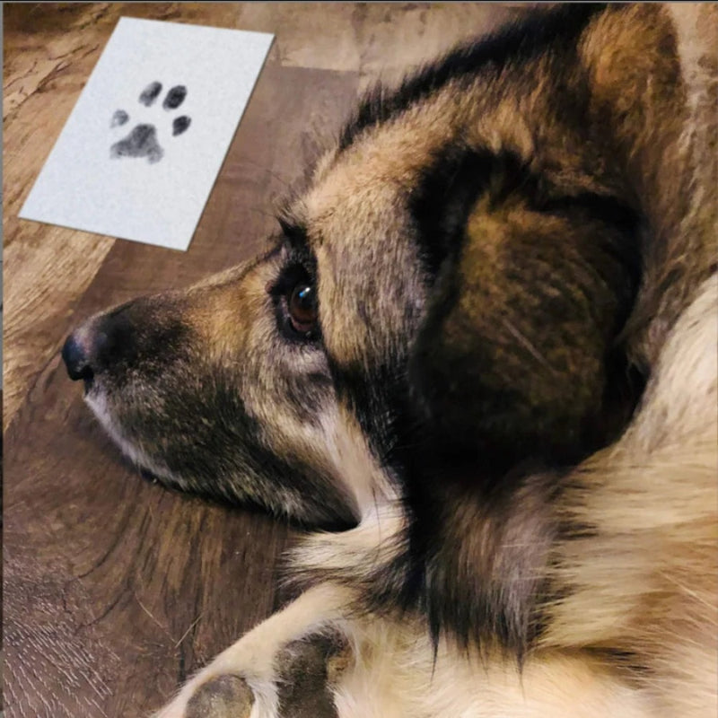 Kit Carimbo de Patas para Pets