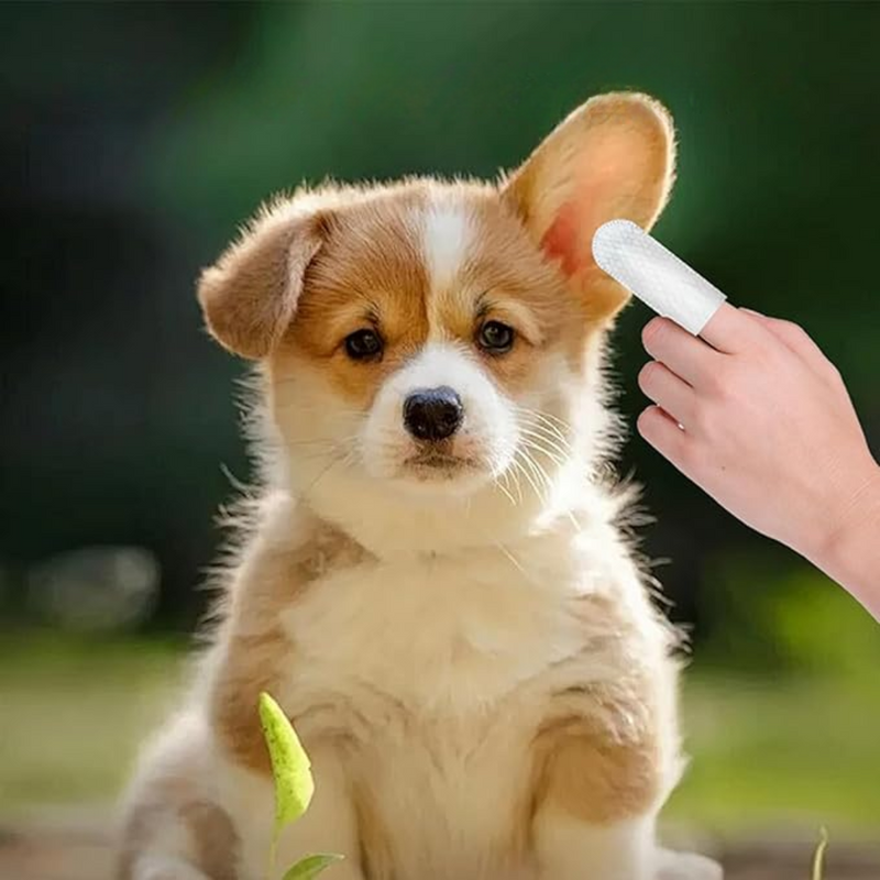 Lenços de Dedo Umedecidos para Cães