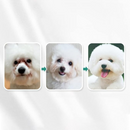 Mini Lenços Umedecidos para Cães