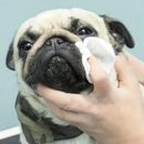 Mini Lenços Umedecidos para Cães