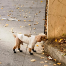 Meias Impermeáveis de Passeio para Cães