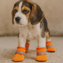 Sapatos Respiráveis Antiderrapantes para Cães