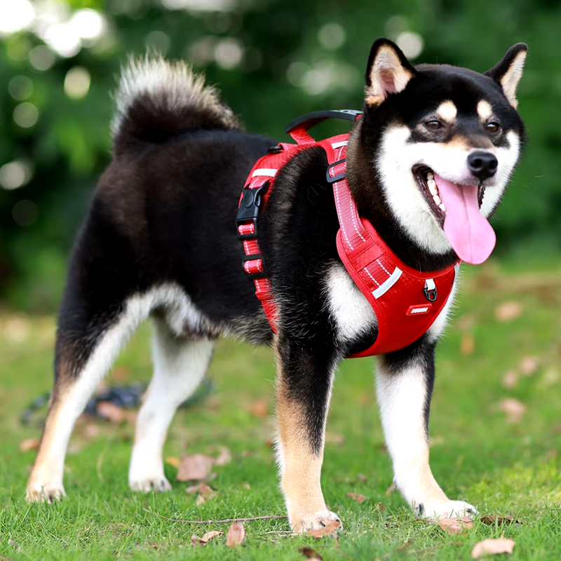 Peitoral Reflexivo Ajustável para Cães