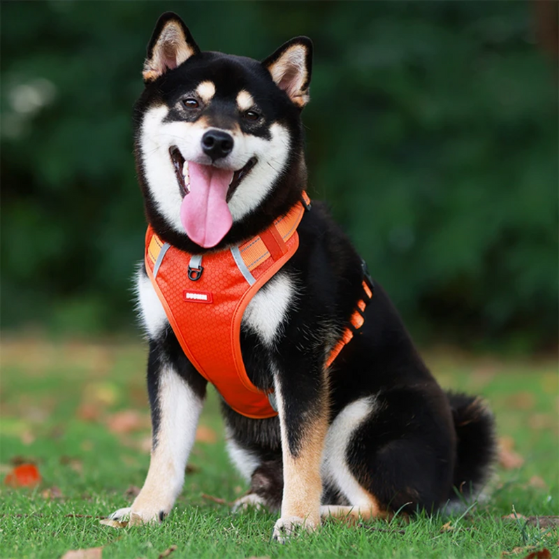 Peitoral Reflexivo Ajustável para Cães