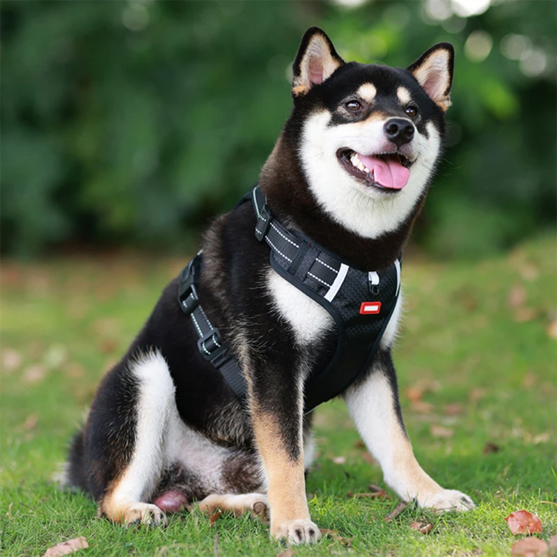Peitoral Reflexivo Ajustável para Cães