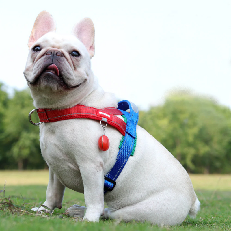 Peitoral Reforçado com Alças para Cães