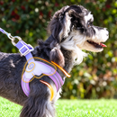 Peitoral Asa de Anjo com Guia para Cães