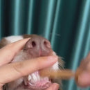 Kit de Escovação de Dentes de Silicone para Pets