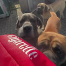 Brinquedo Cigarro de Pelúcia para Cães