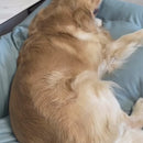 Escova Rasqueadeira para Pets