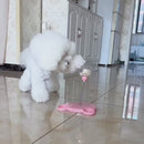 Comedouro Interativo com Mola para Pets