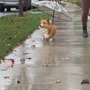 Guarda-Chuva com Guia Ajustável para Pets