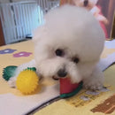 Brinquedo Fruta Refrescante para Cães