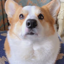 Lenços de Dedo Umedecidos para Cães