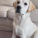 Cortador de Unhas LED para Pets