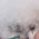 Kit Escova + Pó Removedor de Manchas para Cães