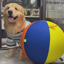 Brinquedo Bola Gigante Colorida para Cães