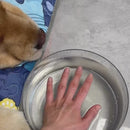 Escova Vaporizadora para Pets