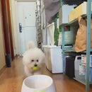 Lançador Automático de Bolinhas para Cães