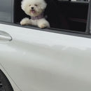 Cinto de Segurança de Carro para Cães