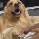 Lixa Elétrica de Unhas para Cães