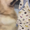 Protetores Ajustáveis de Cotovelos para Cães