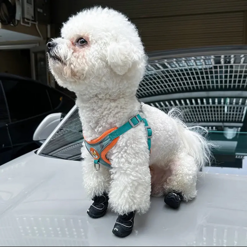 Botinhas de Passeio para Cães